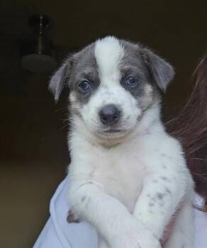 SEBASTIAN -  Pit Bull Terrier and Mixed Breed Dog for Adoption in Albuquerque, New Mexico - SEBASTIAN | PetCurious