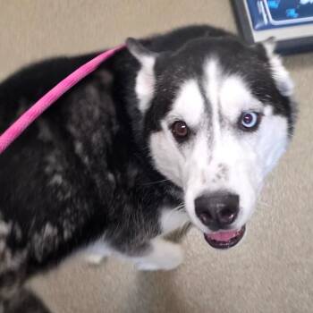 Boomer -  Siberian Husky Dog for Adoption in Council Bluffs, Iowa - Boomer | PetCurious