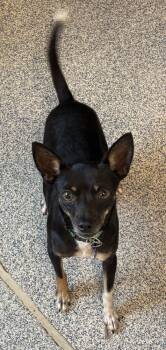 Rescue Miniature Pinscher Dogs for Adoption in Bartlesville, Oklahoma - Petey | PetCurious