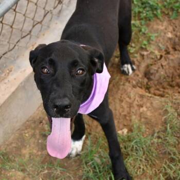 Poconos -  Black Labrador Retriever Dog for Adoption in Beaumont, Texas - Poconos | PetCurious