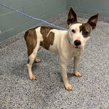 American Staffordshire Terrier Dogs Available for Adoption - Pocky | PetCurious