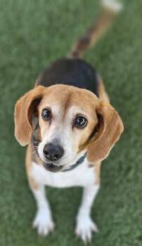 Beagle Dogs Available for Adoption in Hopkinsville, Kentucky - Ruby | PetCurious