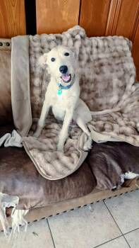 Gabby -  Terrier Dog for Adoption in Mcallen, Texas - Gabby | PetCurious