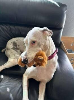 Rescue Great Dane Dogs for Adoption in Bullard, Texas - Lilly | PetCurious