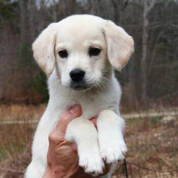 Labrador Retriever Dogs Available for Adoption in Eastford, Connecticut - CT Raleigh | PetCurious