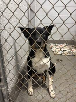 ZEUS -  Collie and Mixed Breed Dog for Adoption - ZEUS | PetCurious