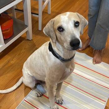 Rescue Labrador Retriever Dogs for Adoption in Mettawa, Illinois - Mac- Like Macaroni | PetCurious