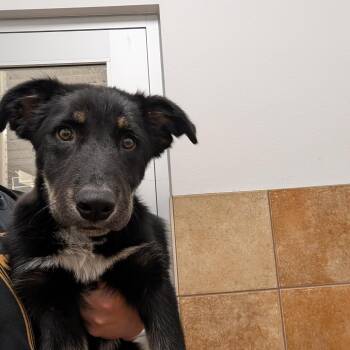 Riot -  Mixed Breed Dog for Adoption in Spokane, Washington - Riot | PetCurious
