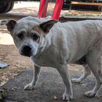 Ole Man -  Cattle Dog and Mixed Breed Dog for Adoption in Buchanan Dam, Texas - Ole Man | PetCurious