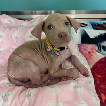 Rhett -  Mixed Breed Dog for Adoption in Titusville, Florida - Rhett | PetCurious