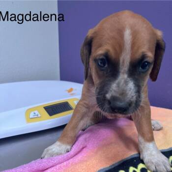 Mixed Breed Dogs Available for Adoption - Magdalena | PetCurious