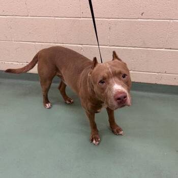 Ice -  Mixed Breed Dog for Adoption in Memphis, Tennessee - Ice | PetCurious