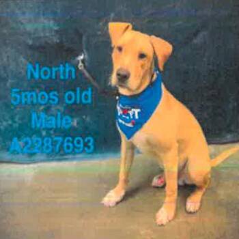 North A2287693 -  Labrador Retriever Dog for Adoption in Los Angeles, California - North A2287693 | PetCurious
