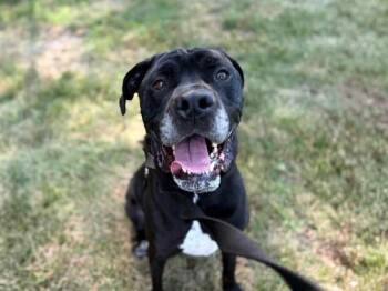 BUCKY -  Boxer and Mixed Breed Dog for Adoption in Omaha, Nebraska - BUCKY | PetCurious