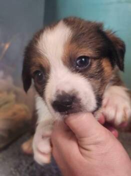 Roast -  Australian Shepherd and Feist Dog for Adoption in Cosby, Tennessee - Roast | PetCurious