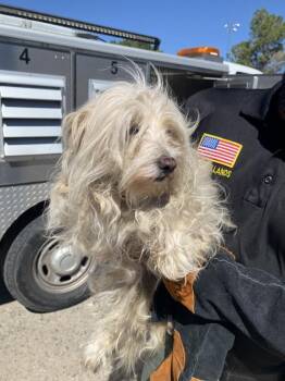 Elsa -  Maltese Dog for Adoption in Victorville, California - Elsa | PetCurious