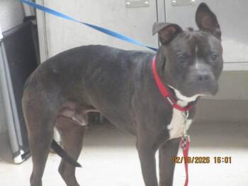 Pit Bull Terrier Dogs Available for Adoption - Baloo (808) | PetCurious