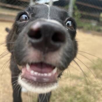 Tabatha -  Collie and Shepherd Dog for Adoption in West Point, Mississippi - Tabatha | PetCurious