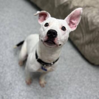 Terrier and Mixed Breed Dogs Available for Adoption - Mark | PetCurious