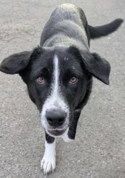 Patsy -  Border Collie and Labrador Retriever Dog for Adoption in Eureka, California - Patsy | PetCurious