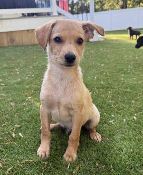 Chihuahua and Labrador Retriever Dogs Available for Adoption - JAX | PetCurious