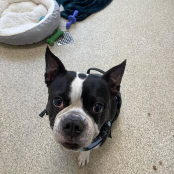 Boston Terrier Dogs Available for Adoption in Gloucester, Virginia - Bubba | PetCurious