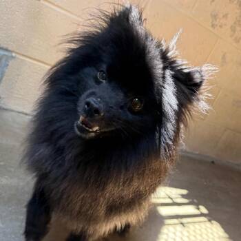 Phantom -  Pomeranian Dog for Adoption in Waldorf, Maryland - Phantom | PetCurious