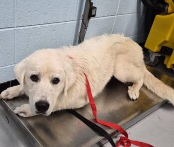 Pen 115c -  Great Pyrenees Dog for Adoption in Lawrenceville, Georgia - Pen 115c | PetCurious