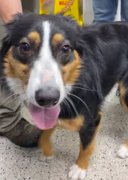 Rescue Australian Shepherd Dogs for Adoption in Saint Clairsville, Ohio - Bailey | PetCurious