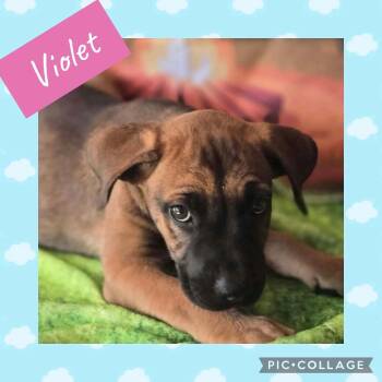 Violet -  Labrador Retriever Dog for Adoption in Ringwood, New Jersey - Violet | PetCurious
