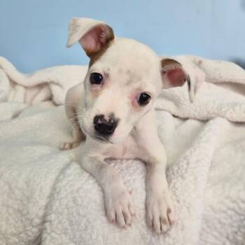 Jubilee -  Labrador Retriever and Mixed Breed Dog for Adoption in Wahiawa, Hawaii - Jubilee | PetCurious