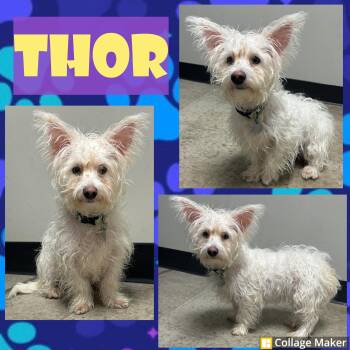 Maltese Dogs Available for Adoption - Thor | PetCurious