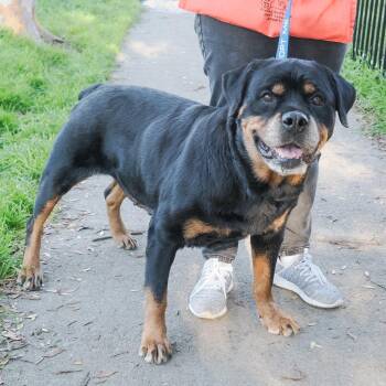 Rottweiler and Mixed Breed Dogs Available for Adoption - BEBE | PetCurious