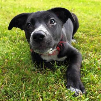Valerie -  Black Labrador Retriever and Shepherd Dog for Adoption in Michigan City, Indiana - Valerie | PetCurious