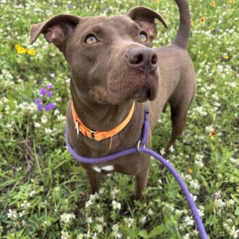 Chrissy -  Chocolate Labrador Retriever Dog for Adoption in Pearland, Texas - Chrissy | PetCurious