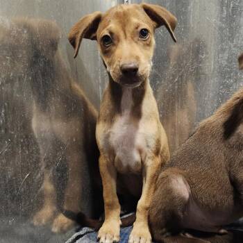 AMIRA -  Labrador Retriever Dog for Adoption in San Antonio, Texas - AMIRA | PetCurious