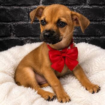 Sherman -  German Shepherd Dog and Labrador Retriever Dog for Adoption in Crosby, Texas - Sherman | PetCurious