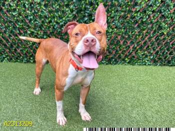 Rescue Mixed Breed Dogs for Adoption in West Palm Beach, Florida - CHARLIE | PetCurious
