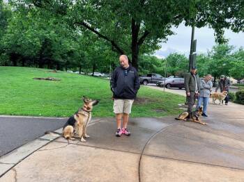 German Shepherd Dog Dogs Available for Adoption in Shingle Springs, California - Gio | PetCurious