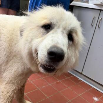 Gracie -  Great Pyrenees Dog for Adoption in West Point, Mississippi - Gracie | PetCurious