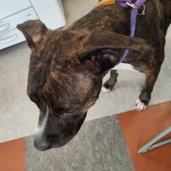Jody -  Mixed Breed Dog for Adoption in Philadelphia, Pennsylvania - Jody | PetCurious