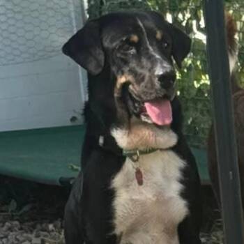 Saint Bernard and Black Labrador Retriever Dogs Available for Adoption - Blackie | PetCurious