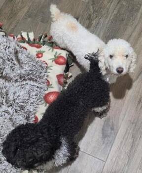 Finn -  Poodle Dog for Adoption in Dallas, Texas - Finn | PetCurious