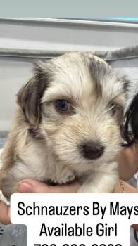 Rosie -  Miniature Schnauzer Dog for Sale in Miami Gardens, Florida - Rosie | PetCurious