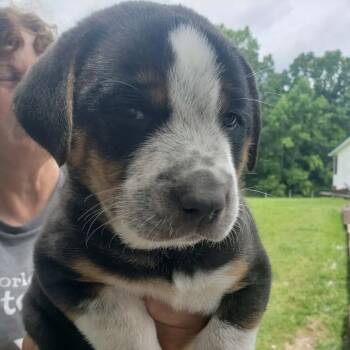 NY Lannette avail Jul 18 (Kent Farmers Market) -  Border Collie and Basset Hound Dog for Adoption in Stormville, New York - NY Lannette Avail Jul 18 (Kent Farmers Market) | PetCurious