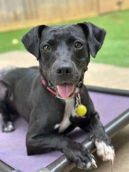 Rescue Black Labrador Retriever and Pit Bull Terrier Dogs for Adoption in Suffield, Connecticut - Lola | PetCurious