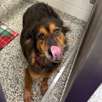 Cookie -  Collie and Mixed Breed Dog for Adoption in Morganton, North Carolina - Cookie | PetCurious