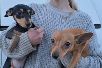 Chihuahua and Miniature Pinscher Dogs Available for Adoption - Lil Johnny | PetCurious