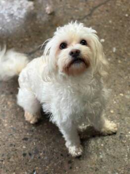 Shih Tzu and Maltese Dogs Available for Adoption in Warren, Michigan - Osa | PetCurious