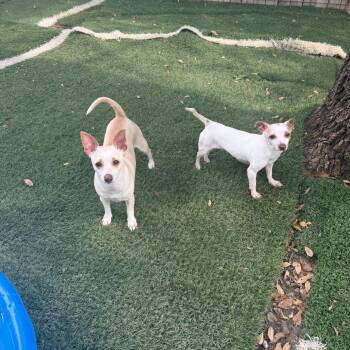 Jupiter and Luna -  Chihuahua Dog for Adoption in Pflugerville, Texas - Jupiter And Luna | PetCurious